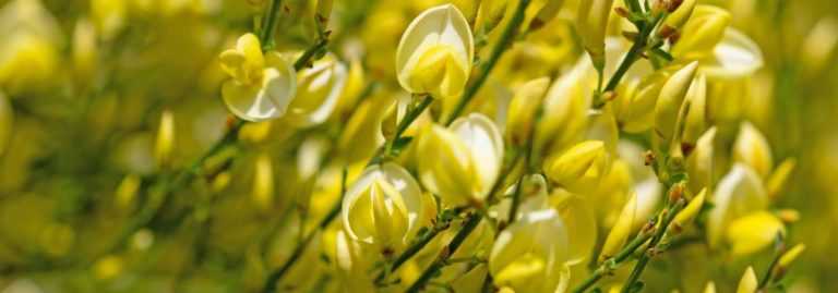 7 arbustes à fleurs jaunes