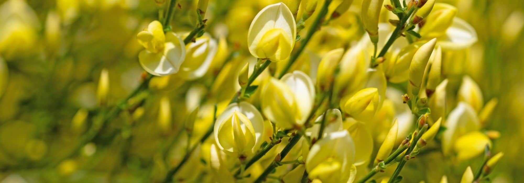 7 arbustes à fleurs jaunes