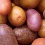 Cultiver des pommes de terre nouvelles