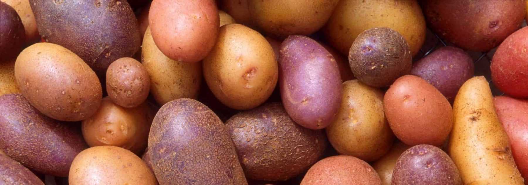Cultiver des pommes de terre nouvelles