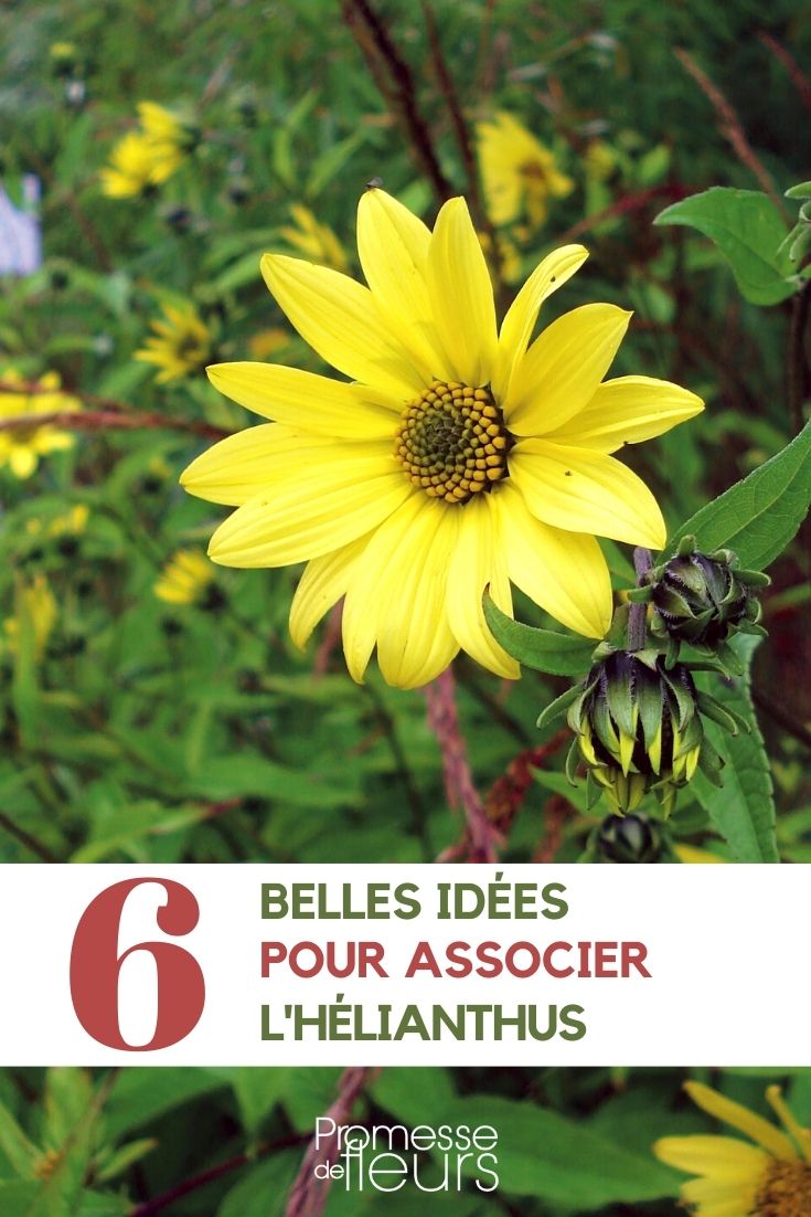 helianthus-associer