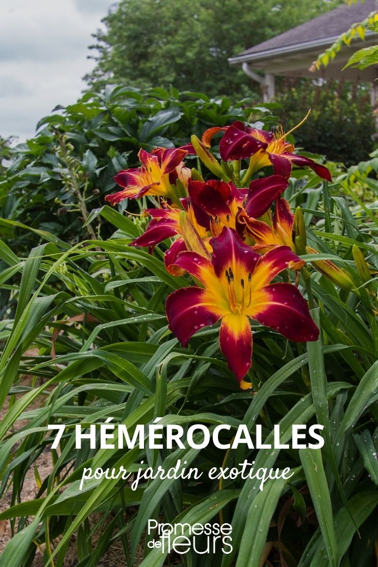 hemerocalle jardin exotique