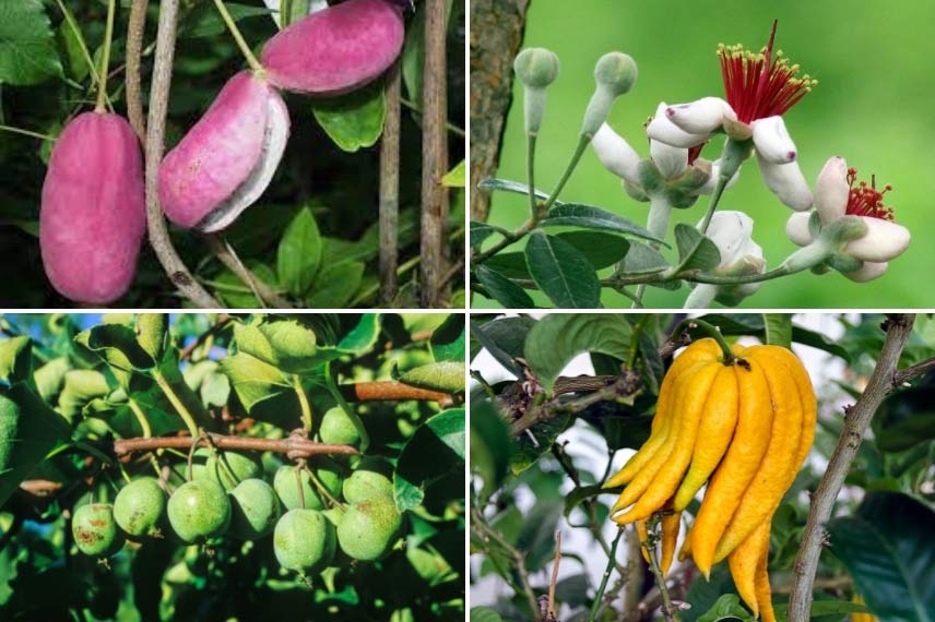 L'Holboellia dans un jardinet comestible 