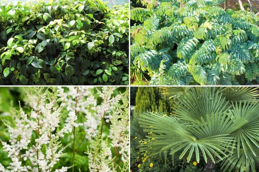 Holboellia dans un jardin 'Jungle'