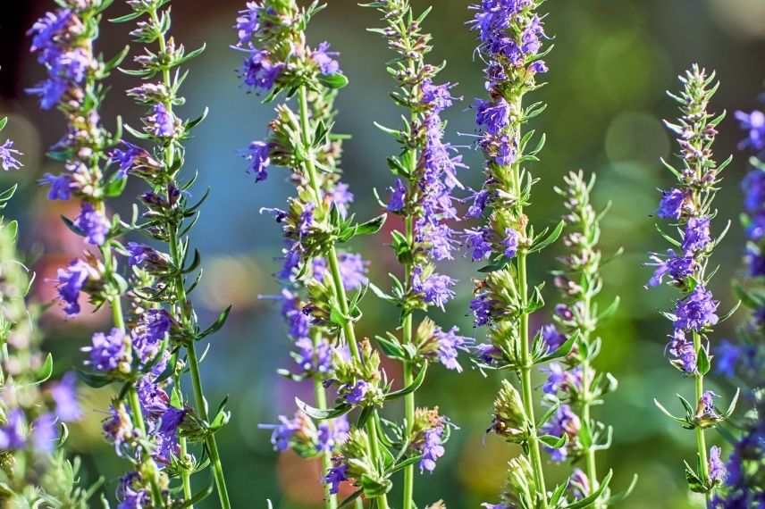 floraison bleue d'hysope