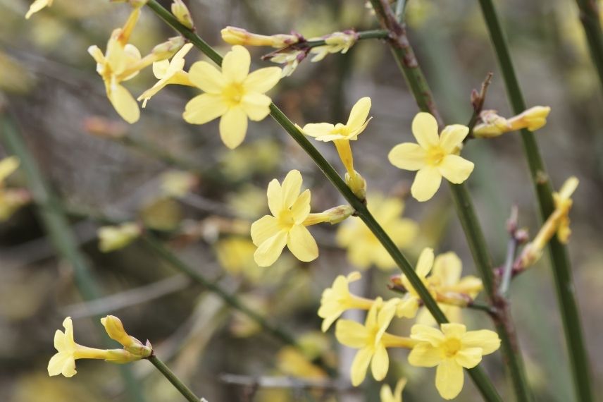 jasmin d'hiver résistant au vent