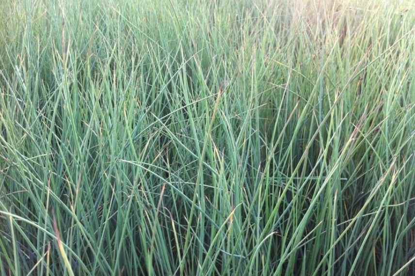 jonc glauque sol gorgé d'eau, jonc des jardiniers