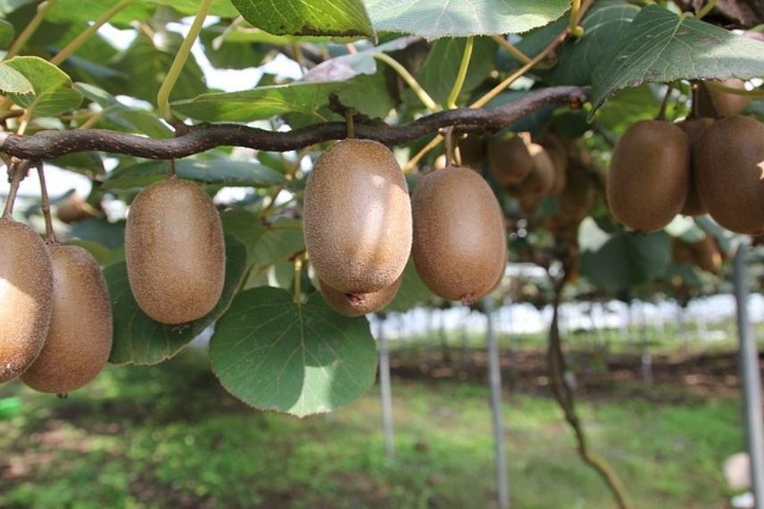 actinidia - kiwi 