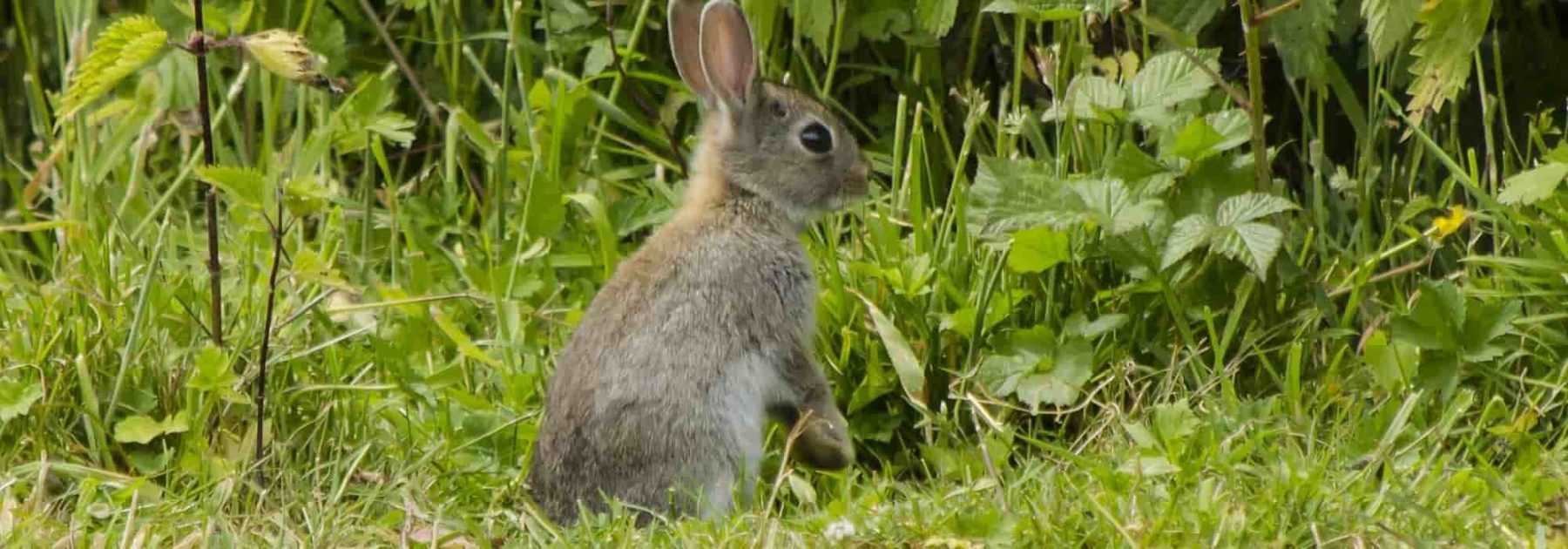 Potager à la campagne : Comment protéger les cultures des animaux ?