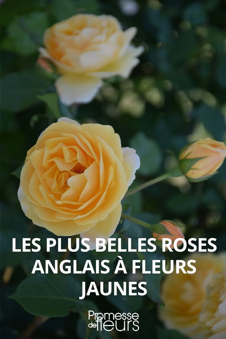 les plus belles roses anglaise david austin fleurs jaunes