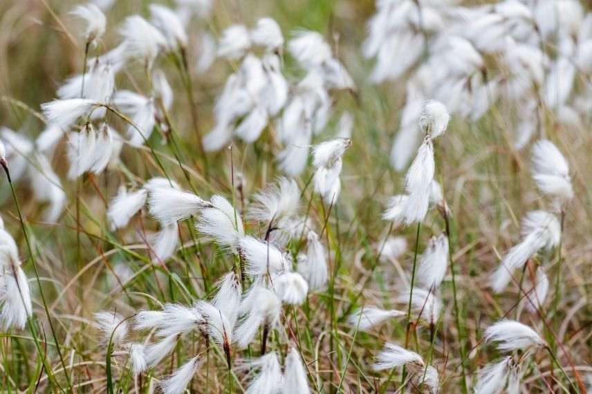 linaigrette à feuille étroite sol gorgé d'eau