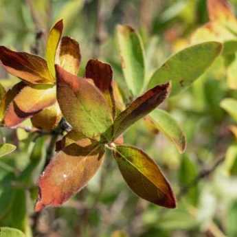 Maladies et parasites du chèvrefeuille