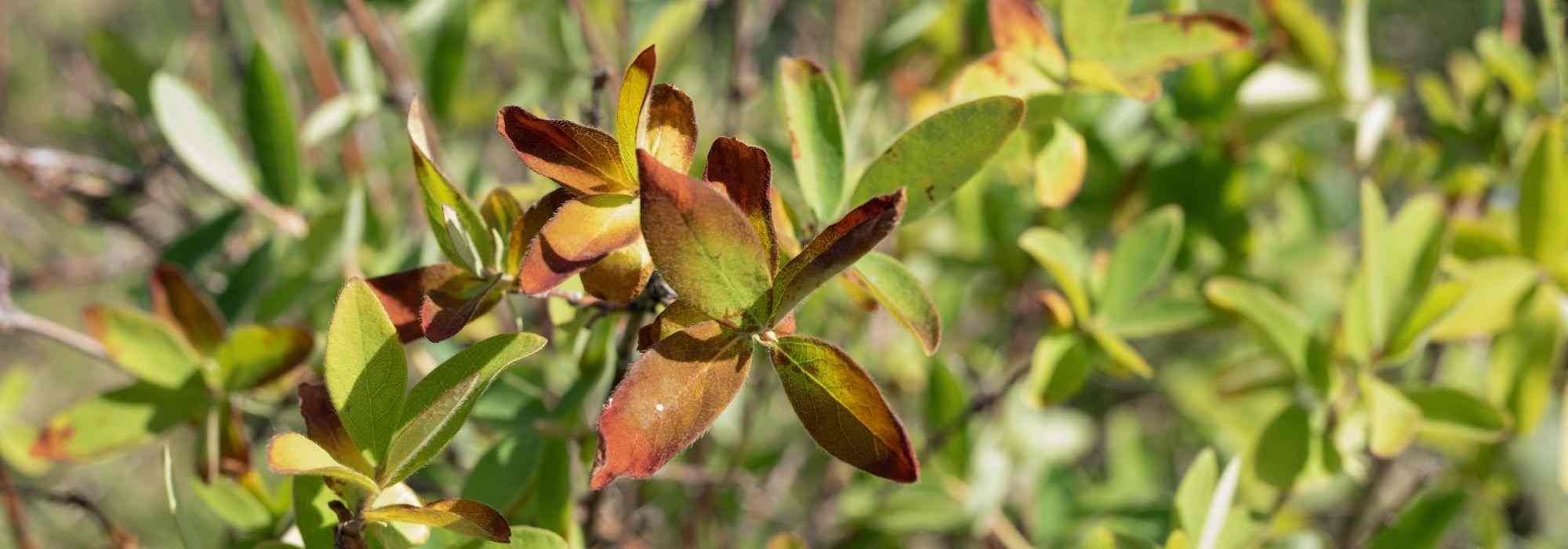 Maladies et parasites du chèvrefeuille