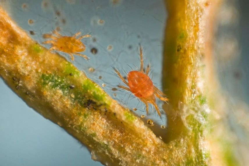 parasite rouge mandevilla, tétranyque dipladénia