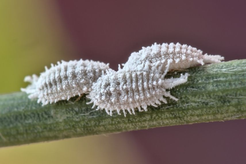 cochenille mandevilla, insecte blanc dipladénia