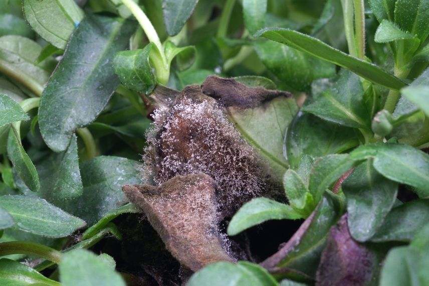 dipladenia botrytis, mandevilla botrytis