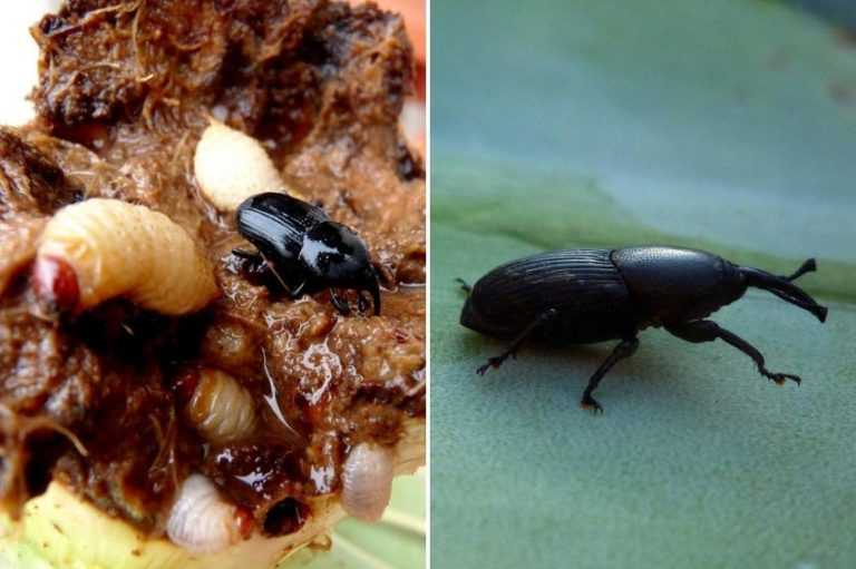 Maladies et parasites du yucca Promesse de Fleurs
