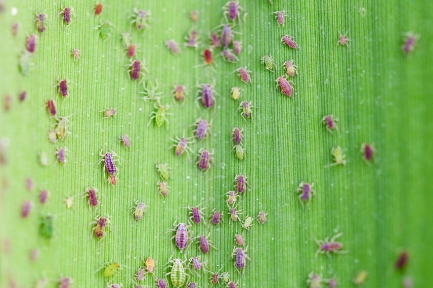 maladies et parasites yucca Les pucerons 