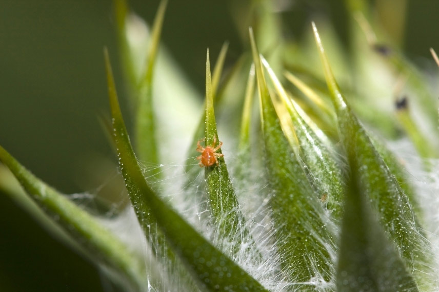 maladies et parasites yucca acariens ou araignées rouges 