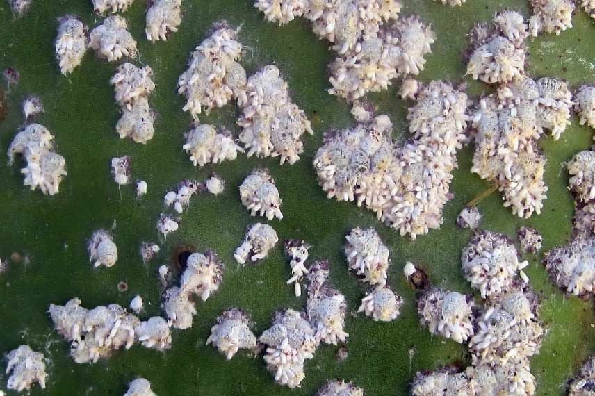 Maladies et parasites yucca cochenilles 