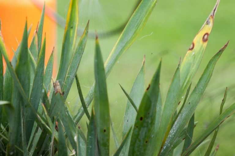 Maladies et parasites du yucca Promesse de Fleurs