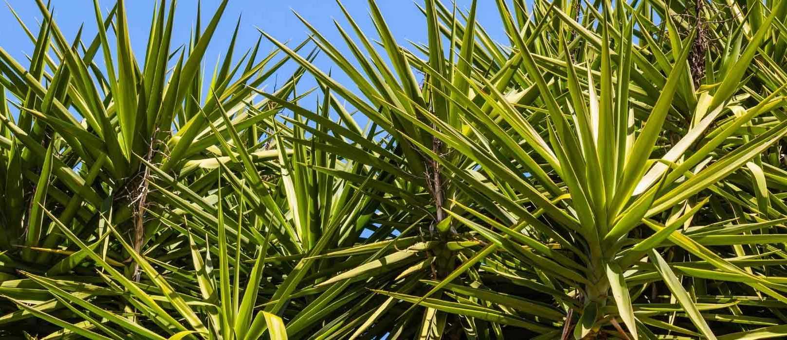 Maladies et parasites du yucca Promesse de Fleurs