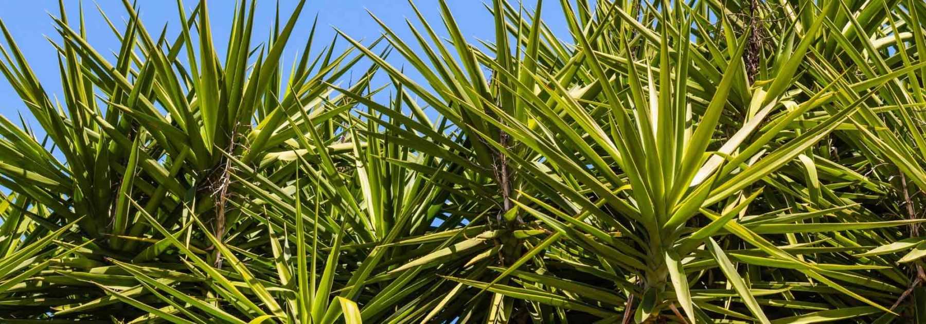 Maladies et parasites du yucca