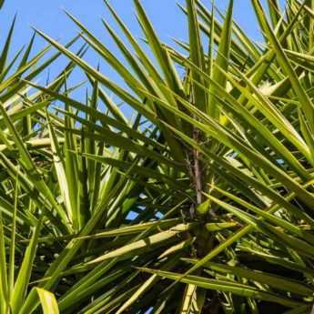 Maladies et parasites du yucca