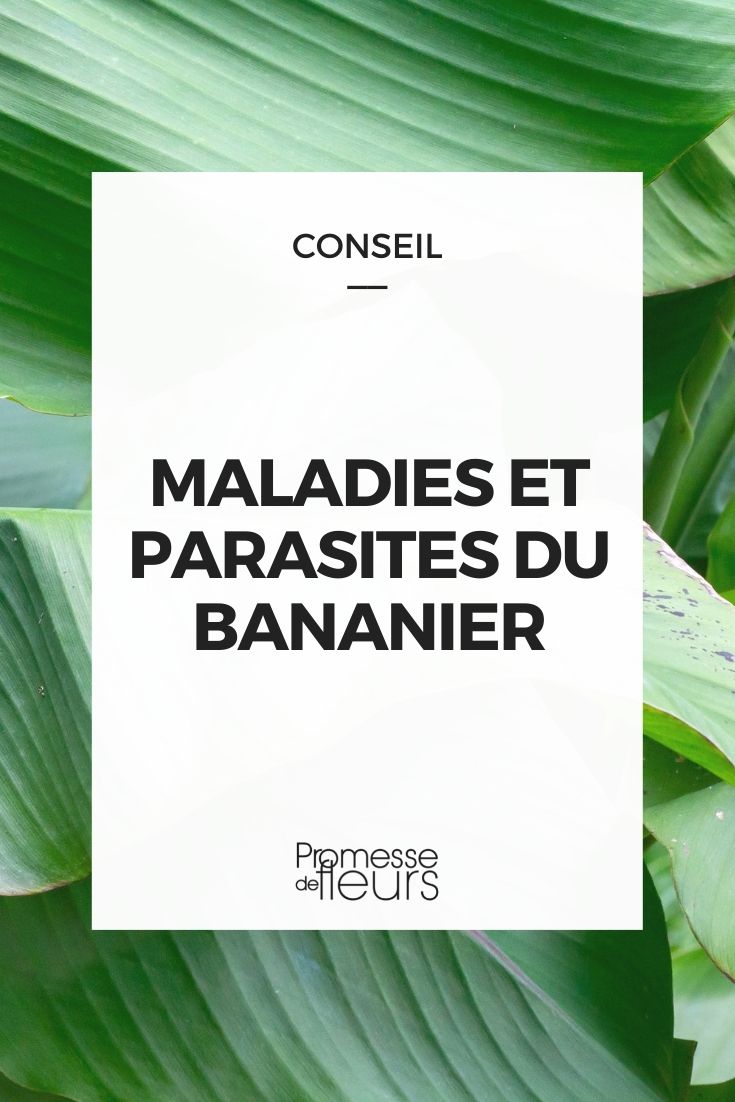 maladies parasites bananier