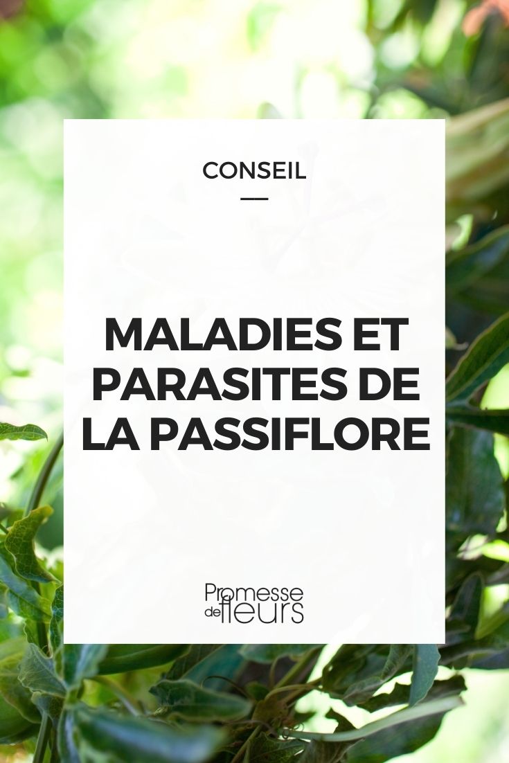 maladies parasites passiflore