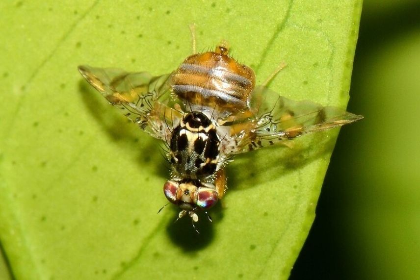 mouche méditerranéenne des fruits