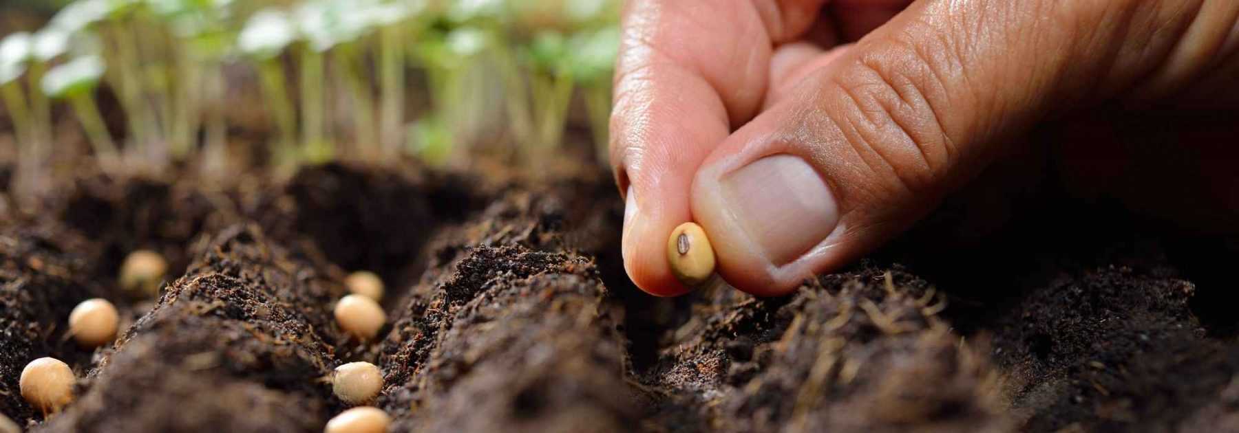 5 façons de multiplier ses plantes gratuitement