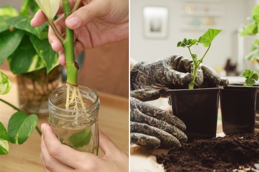 bouturer un plante