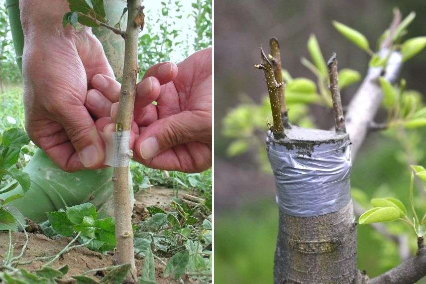 greffer un arbre