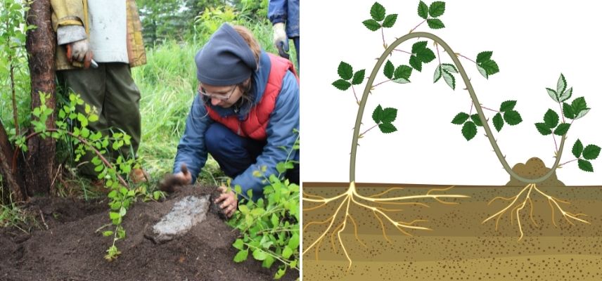 marcotter une plante