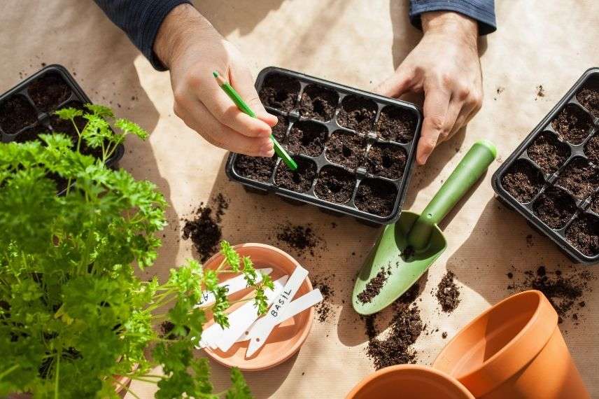 semer des graines, multiplier une plante par la semence