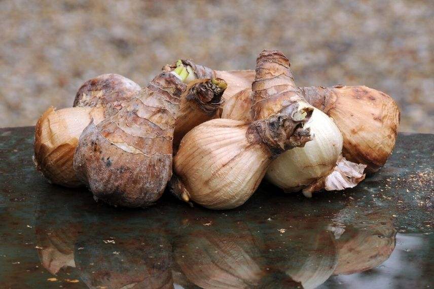 planter des bulbes de nérine en pot