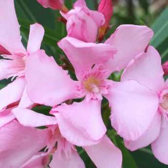 Quand et comment tailler un laurier rose pour une floraison abondante