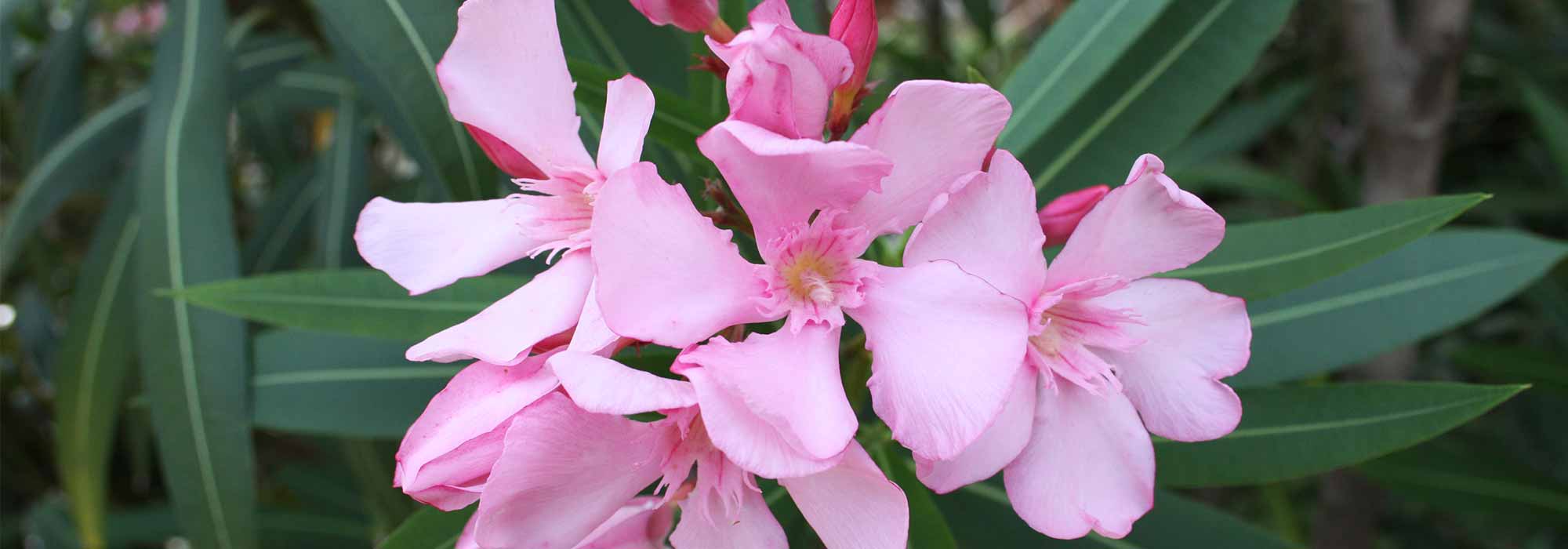 Quand et comment tailler un laurier rose pour une floraison abondante