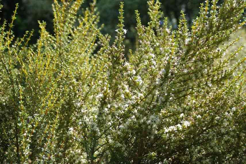 olearia résistant au vent, aster en arbre pour balcon venté