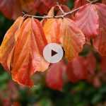 Le Parrotia persica ou Arbre de fer