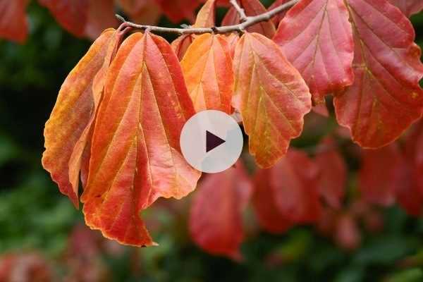 Le Parrotia persica ou Arbre de fer