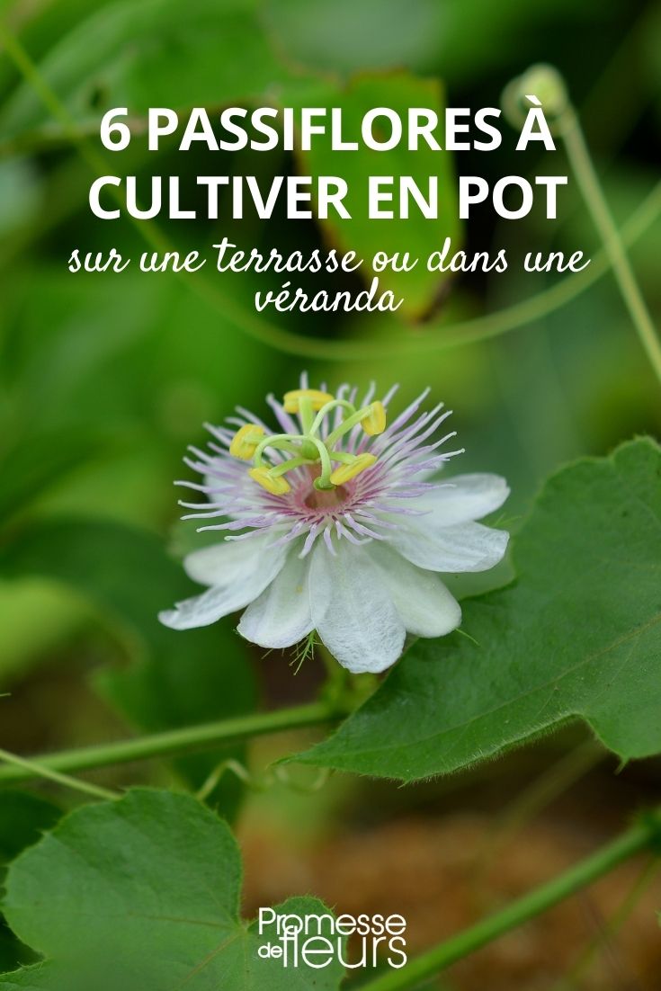 passiflore cultiver en pot