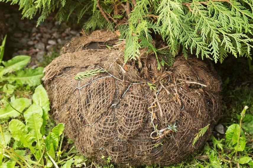 planter motte arbuste persistant, tontine arbuste persistant