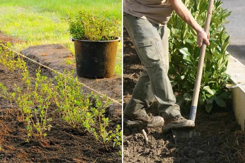 planter un haie brise-vue