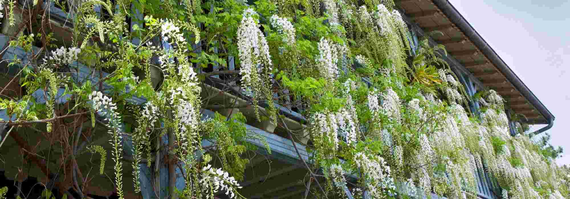 4 grimpantes à cultiver sur un balcon venté