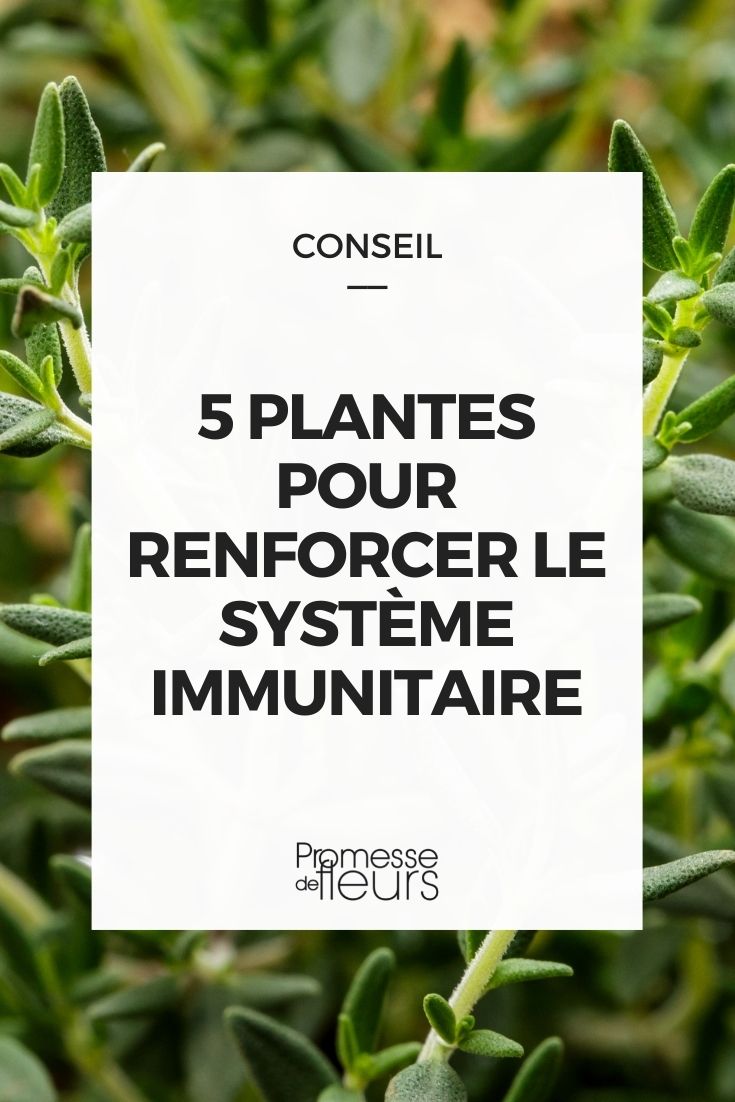 plantes booster système immunitaire