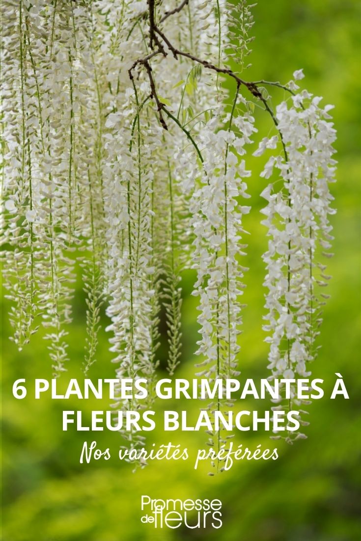 6 plantes grimpantes à fleurs blanches - Promesse de Fleurs