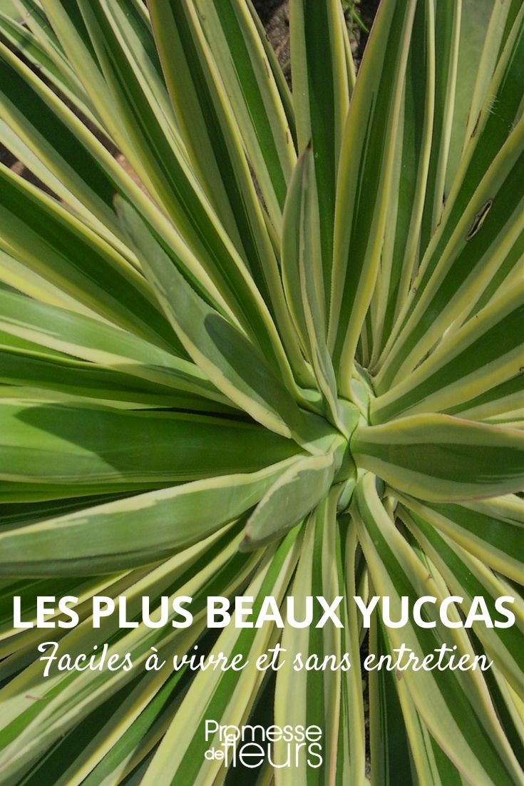 plus beaux yuccas