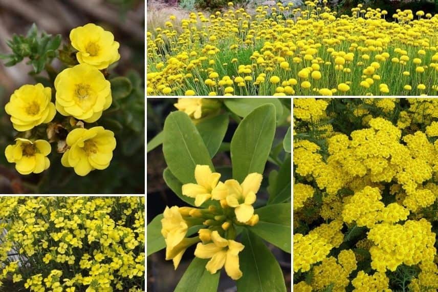 associer les potentilles jardin jaune